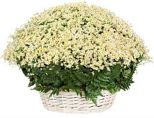 Цветочная композиция из Ромашки в корзине #REPLACE_PRED# Новофрязино